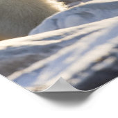 カナダ、マニトバ、ハドソン湾、チャーチル。二 ポスター (角)