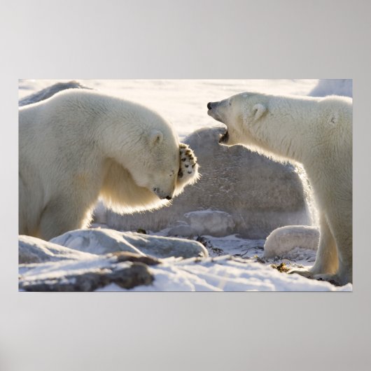 カナダ、マニトバ、ハドソン湾、チャーチル。二 ポスター (正面)