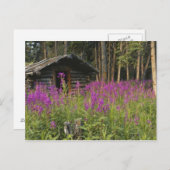 カナダ、ユーコン、ロス川流域、放棄されたキャビン ポストカード (正面/裏面)