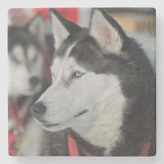 カナダ，レース前のハスキー犬 ストーンコースター (正面)