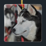 カナダ，レース前のハスキー犬 セラミックオーナメント<br><div class="desc">犬ぞりレースは人気がある、ブリティッシュ・コロンビア州、ユーコン州、アラスカ州など北部気候の多くのキノコにとって冬の情熱であり、動物と人間の強さの丈夫なブレンドである。 | John Barger / DanitaDelimont.com</div>