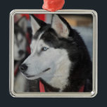 カナダ，レース前のハスキー犬 メタルオーナメント<br><div class="desc">犬ぞりレースは人気がある、ブリティッシュ・コロンビア州、ユーコン州、アラスカ州など北部気候の多くのキノコにとって冬の情熱であり、動物と人間の強さの丈夫なブレンドである。 | John Barger / DanitaDelimont.com</div>