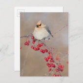 カナダ,冬にボヘミアンのワクウィング ポストカード (正面/裏面)