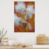 カナダ,秋のミルクウィードの種 ポスター (キッチン)