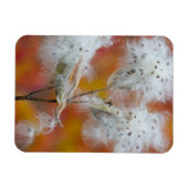 カナダ，秋のミルクウィードの種 マグネット (横)