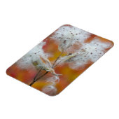 カナダ，秋のミルクウィードの種 マグネット (左側)