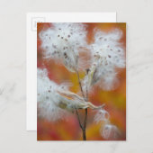 カナダ,秋のミルクウィード種子 ポストカード (正面/裏面)