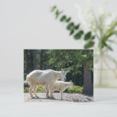 カナダ – Mountain Goatsはがき ポストカード (スタンド正面)