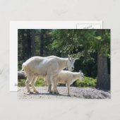 カナダ – Mountain Goatsはがき ポストカード (正面/裏面)