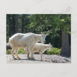 カナダ – Mountain Goatsはがき ポストカード