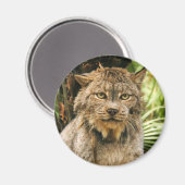 カナダLynx 4200e マグネット (正面/裏面)