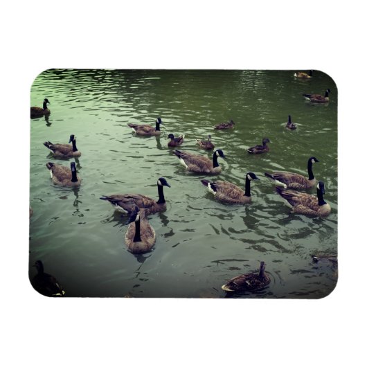 カナディアンゲーゼ&マラードダックス磁石 マグネット (横)