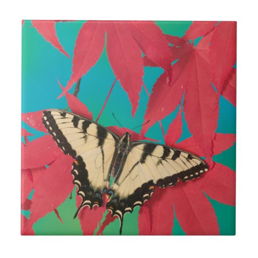 カナディアンタイガーアゲハチョウ蝶 タイル (正面)