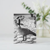 カナディアン・ゲーゼ近くの湖のはがき ポストカード (スタンド正面)