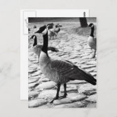 カナディアン・ゲーゼ近くの湖のはがき ポストカード (正面/裏面)