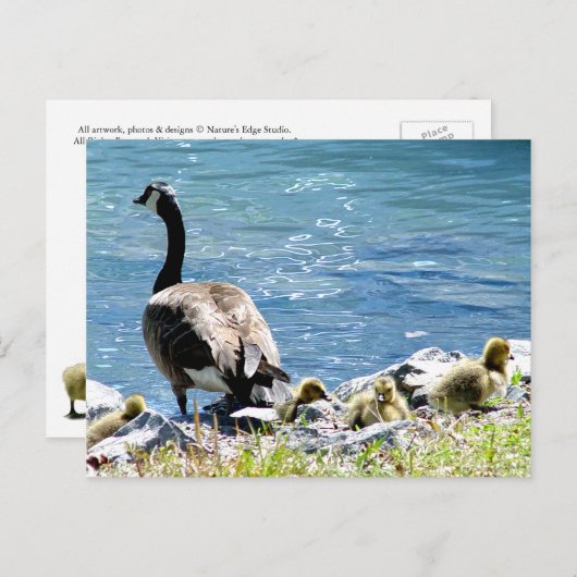 カナディアン・ゲーゼ(ママと赤ちゃん)はがき ポストカード (正面/裏面)