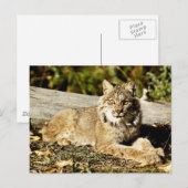 カナディアン・リンクス ポストカード (正面/裏面)