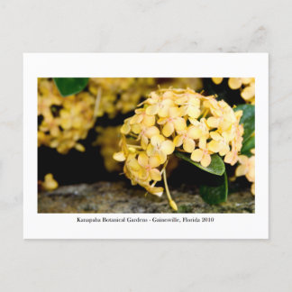 カナパガーデン – ガイネズビル006 ポストカード