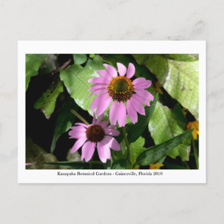 カナパガーデン – ガイネズビル008 ポストカード