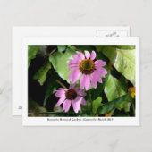 カナパガーデン – ガイネズビル008 ポストカード (正面/裏面)