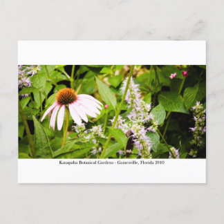 カナパガーデン – ガイネズビル013 ポストカード