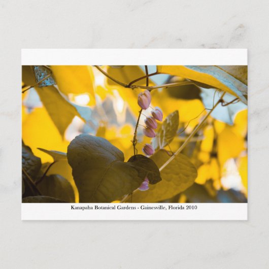 カナパガーデン – ガイネズビル015 ポストカード (正面)