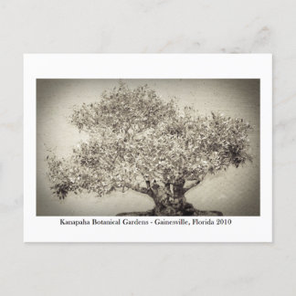 カナパガーデン – ガイネズビル017 ポストカード