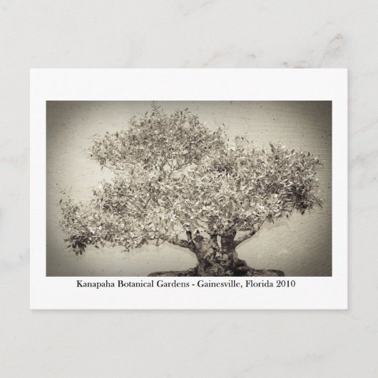 カナパガーデン – ガイネズビル017 ポストカード (正面)