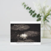 カナパハガーデンズゲインズビル019 ポストカード (スタンド正面)