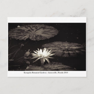 カナパハガーデンズゲインズビル019 ポストカード