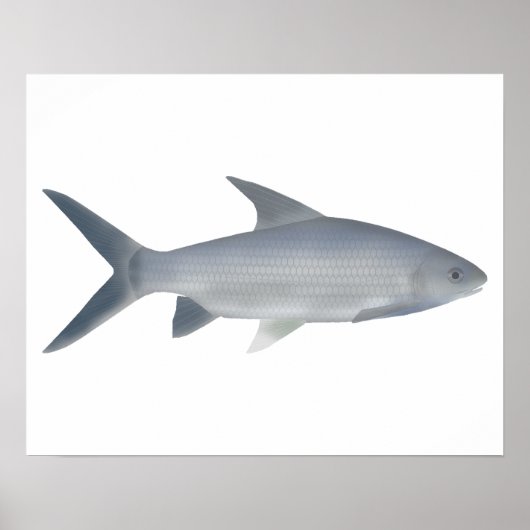 カナラバーブ ポスター (正面)