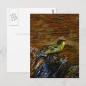 カナリアの黄色い鳥浴び ポストカード (正面/裏面)