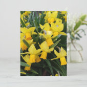 カナ空白のダフローラカードのDaffodils (スタンド正面)