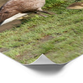 カナ誇りを持ったダガチョウ科の野生動物 ポスター (角)