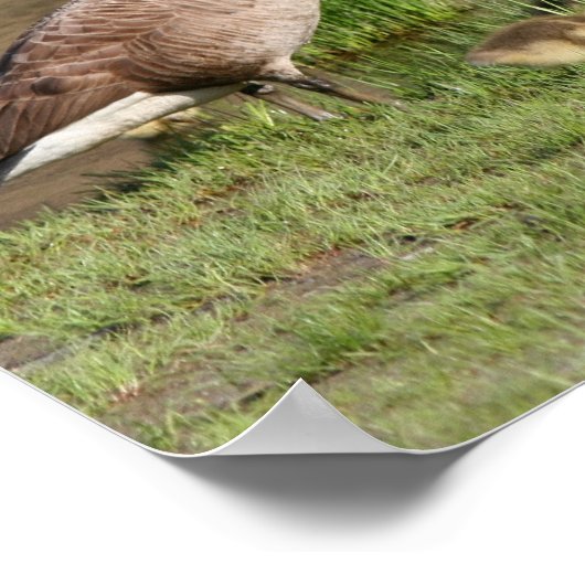 カナ誇りを持ったダガチョウ科の野生動物 ポスター (角)