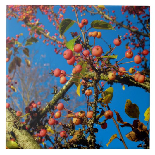 カニが青空セラミックタイルに当たる タイル (正面)