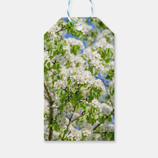 カニのリンゴの花 ギフトタグ (正面)
