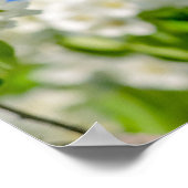 カニのリンゴの花 ポスター (角)