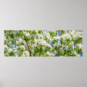 カニのリンゴの花 ポスター