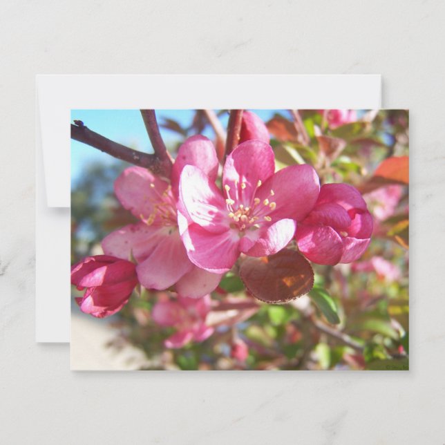 カニのリンゴの開花 (正面)