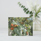 カニのリンゴ ポストカード (スタンド正面)