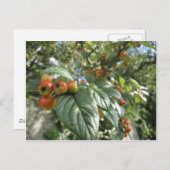 カニのリンゴ ポストカード (正面/裏面)