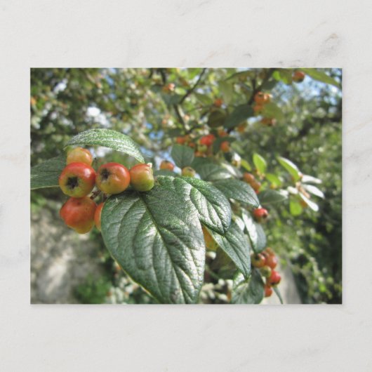 カニのリンゴ ポストカード (正面)