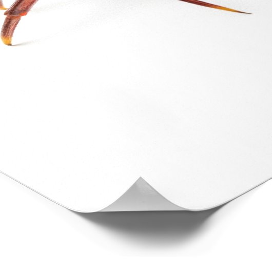 カニの乱闘 ポスター (角)