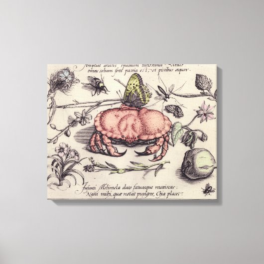カニの植物画 昆虫 花 イラスト キャンバスプリント (正面)