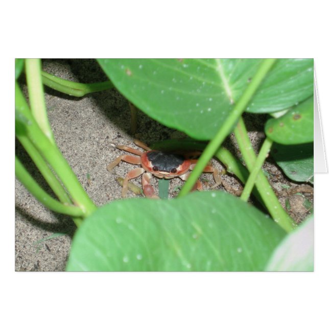 カニの隠れるカード (正面横)