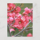 カニりんご ポストカード (正面)