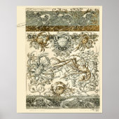 カニアールヌーボーデザイン海洋海生活 ポスター (正面)