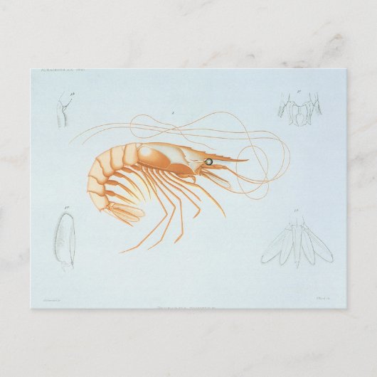 カニエビまたはエビ、ビンテージ海洋生物学の海洋動物 ポストカード (正面)