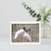 カニクイザル ポストカード (スタンド正面)